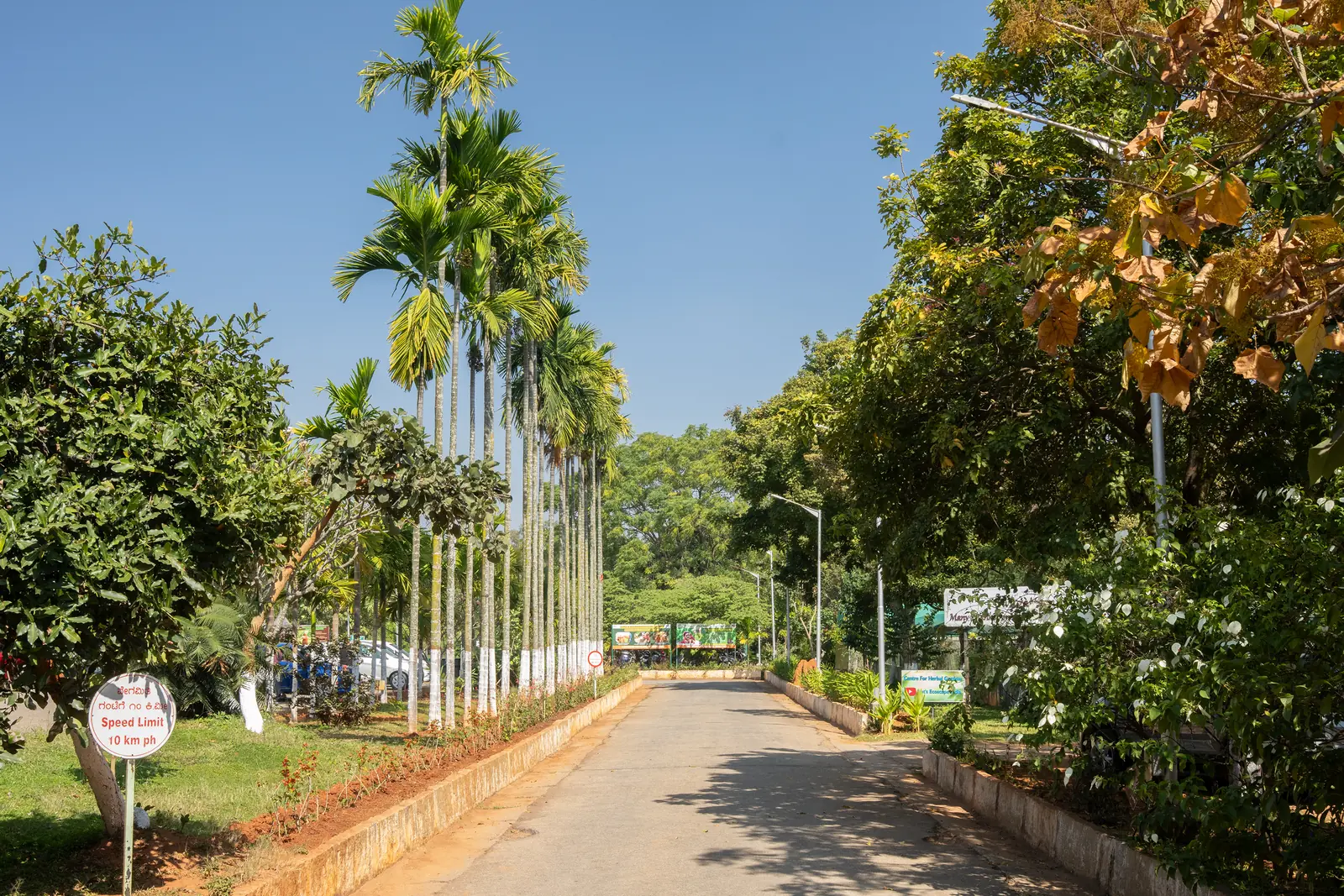 10 Day Ayurveda Rejuvenation Retreat with Navara Kizhi in Bengaluru